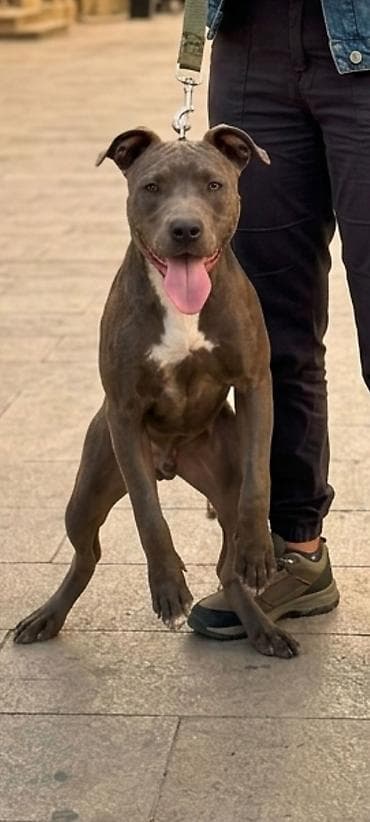 qurdbasar itləri: Pitbul, Erkek, Peyvəndli — 1