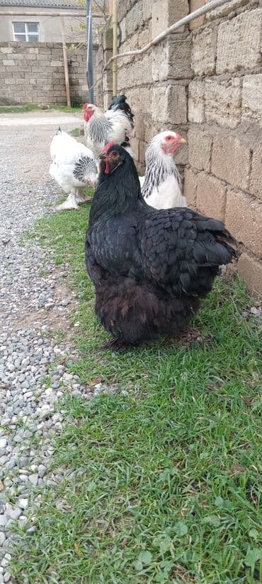 Qazlar: Brahma toyuqları – yumurtacı və ətlik iri cins 3 toyug 1 xoruz 280 m — 4