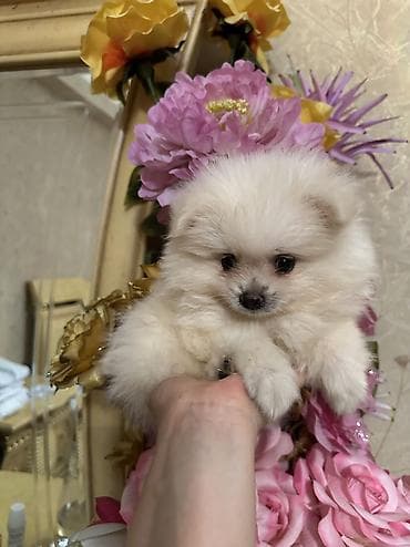 zvanok it type 0: Pomeranian Spitz bala – ağ krem rəngli, super yumuşaq və sıx ikiqat — 3