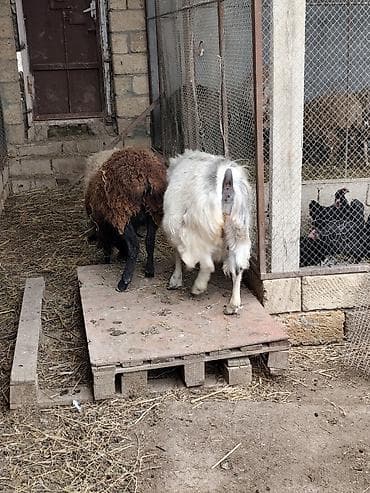 Akvariumlar: Salam qoyun yani balali 3 gündür dogub birinci balasidir saglam aktiv — 9