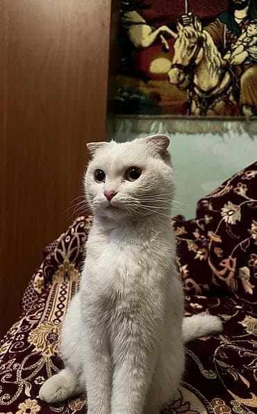 Akvariumlar: Təcili satılır! 🐱 Növü: Scottish Fold (qulaqları qatlanan) Çox gözəl — 3