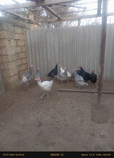 Digər avtomobillər: Erkək, Ətlik — 3