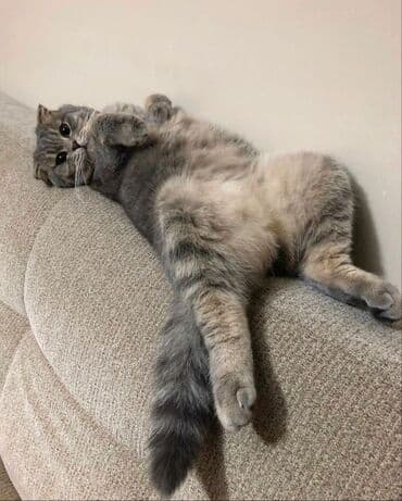 çoban iti satisi: Şotland yastı qulaq, Yaxşı əllərə — 2