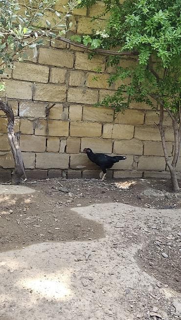 kucinka toyuqlari: Qara 1 yaw toyuq idial bala verib .040 1aradi.komuru — 2