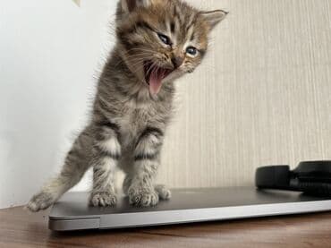 Lüğətlər: Şinşilla — 18