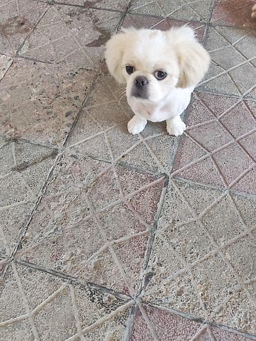 gencede it satisi: Pekines, 4 ay, Dişi, Peyvəndli — 2