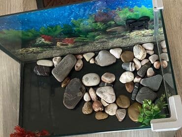 продажа аквариумных рыбок: BOYU akvarium - Şüşə korpus, şəffaf yan tərəflər və dekorativ — 4