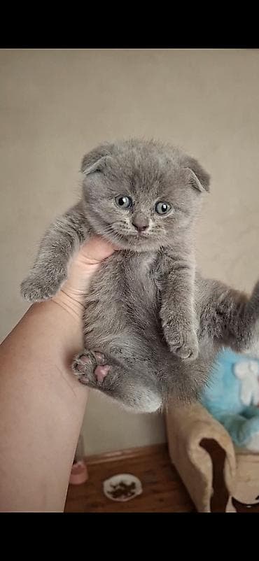 scottish fold qiyməti: Şinşilla, Dişi — 1
