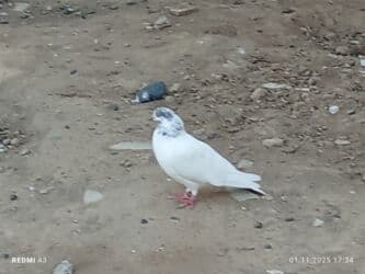 Ağ göyərçin di başinin uddu qara çil 50qzn di palıddan döydü nömrə