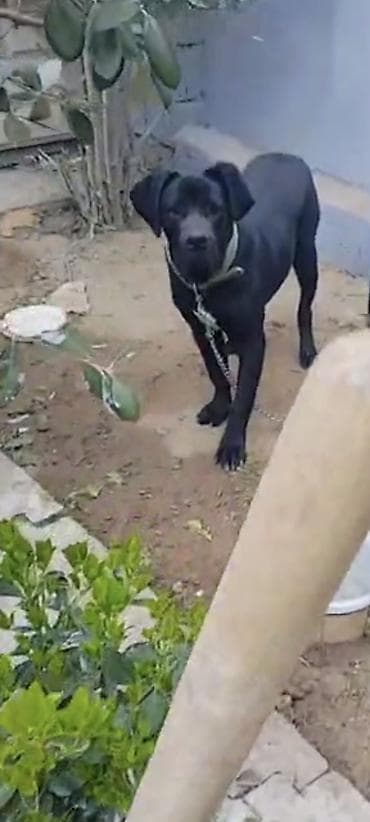 it satilir ucuz: İtlər — 1