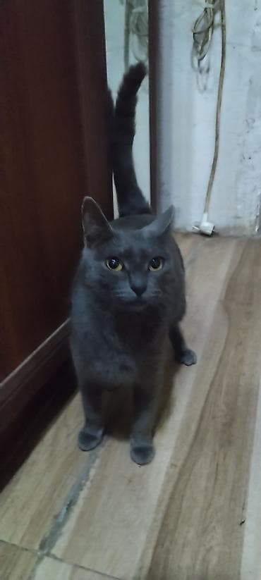 toyuq evi: Rus mavi, Dişi, Ödənişli çatdırılma — 5