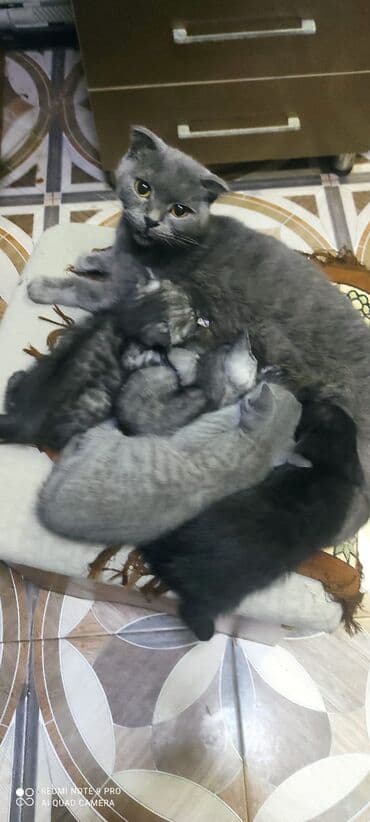 Şotland, Erkək, Dişi