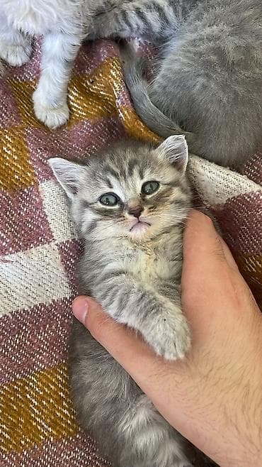 pulsuz pişik: Tabbi — 2