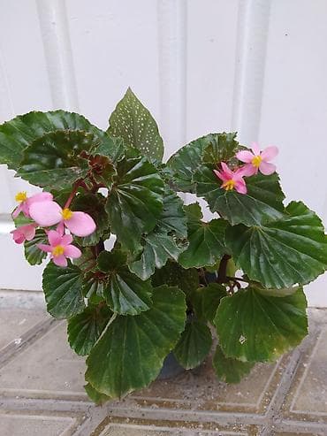 budda: Məhsul: Daxili dekorativ bitkilər (bir neçə növ saksı bitkisi) — 2