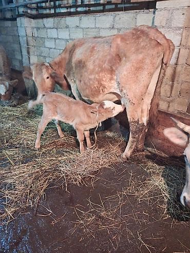 Akvariumlar: 4 ci qarın doğub 4 gündür şeves sortdur balası semetaldır süt keçen — 5