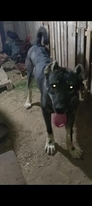 erkəy danalar: İt – böyük cüssəli, qara-boz rəngdə, sinəsində və pəncələrində ağ — 3