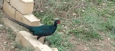 atla eşşəyin cütləşməsi: Zümrüd qırqovlu tək qaldığı ücün satram fərəsi qacıb bekar — 4