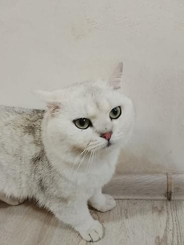 cutlesdirmek ucun pisik: Britan — 5
