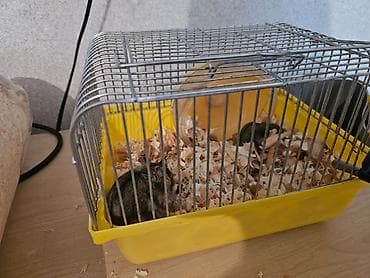 Hamsterlər – 1 erkək, 1 dişi, qəfəsi ilə birlikdə. - Balaları var. -