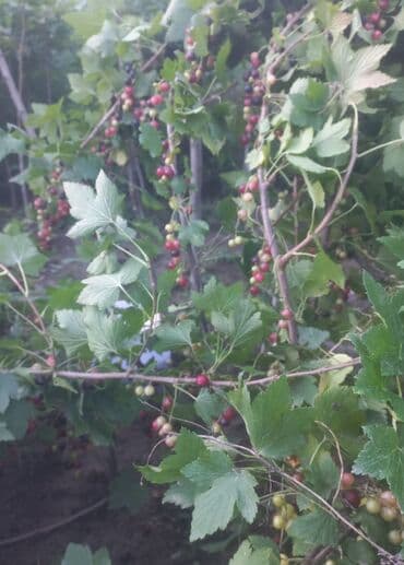 İçkilər: Qarağat — 1