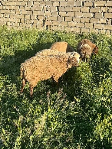 Heyvanlar: 7 aylıg 4 ədəd erkəy qurbanlıg quzuları ünvan müviqabad yaxınıgı — 2