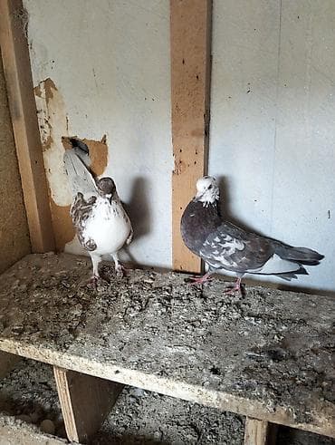 cins qoyunlar satilir: Cürbəcür rənglərdə ev göyərçinləri dəsti. Xüsusiyyətlər: - Rənglər — 4