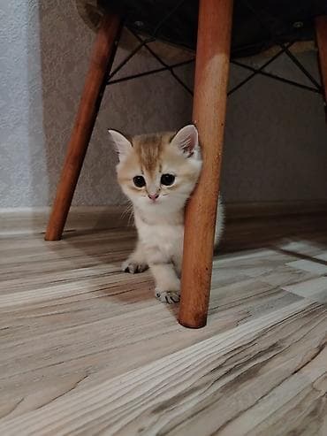 sarı pişik: Britan — 1