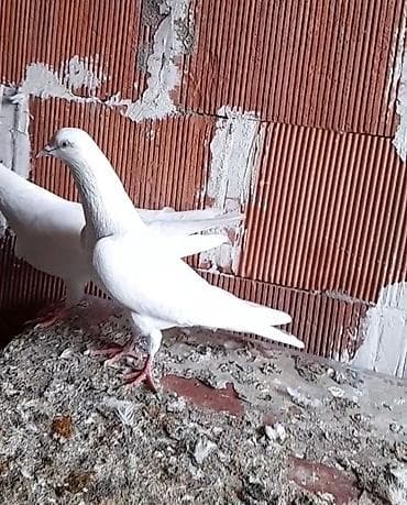 göyercin: Erkey 15 tuk tutulmadi — 3