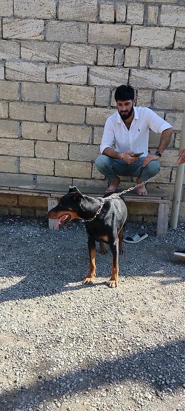 tap az afcarka: Doberman — 2