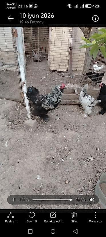 ayam cemani yumurta: Brama xoruzlari satiram.Bir illik xoruzlardi.Sağlam və aktiv — 2