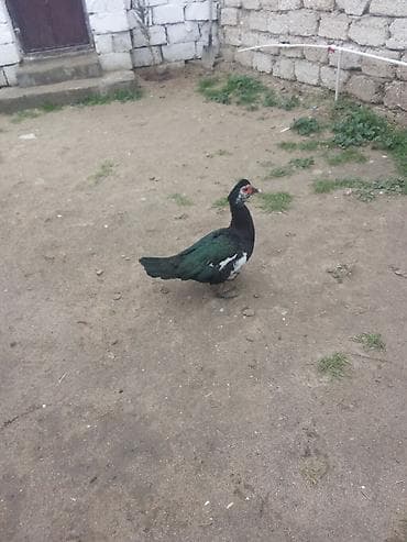 ordey qaz: Cavan erkey satlir 25 manat Real alan narahat etsin — 2