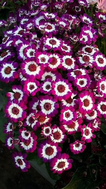 gul adlari: 🌹Senaria gülü topdan ve perakende satışı. 💳SAY çox olsa endirim — 6