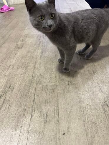 pişim: Rus mavi, Erkək, Ünvandan götürmə — 4