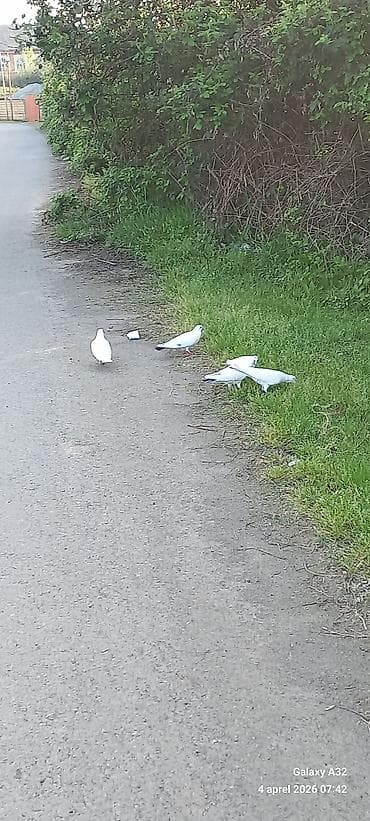 Ağ güvercinlər – dekorativ və uçuş üçün - Rəng: qar kimi ağ, bir