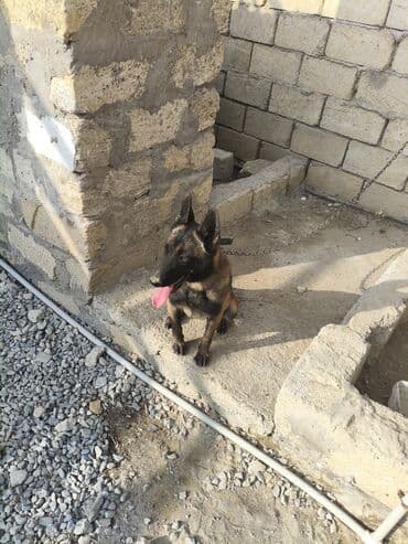 heyvan sahiblənmək: Malinosdu adamcil deyil ba bilmirem deye satilir oynamaqi xosdayir — 3