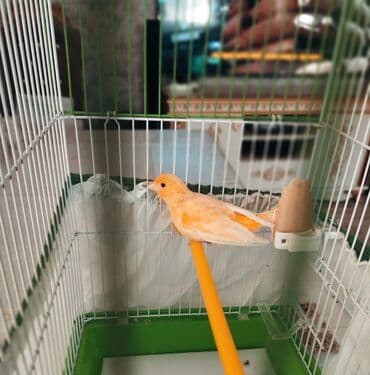 bülbül quşu: Kanareyka bülbül oxuyur ! Təbii portağal rəngdir Sağlamdir, 8/9kölen — 2