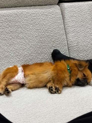 Gəmiricilər: 9 ay, Ödənişli çatdırılma — 2