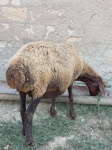 mal inək: Boğaz qoyun 4ayna yetrə yetirdi hər il əkiz doğur — 1