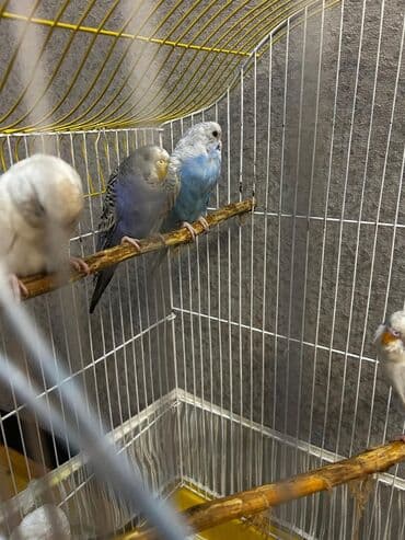 Məhsul: Dalmatin və klassik rəng çeşidlərində dalğıç-budaqli dalğalı