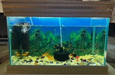 Dördbucaq akvarium, Balıqlarla birlikdə, 80 l