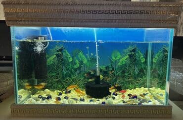 фильтр для аквариума: Dördbucaq akvarium, Balıqlarla birlikdə, 80 l — 1