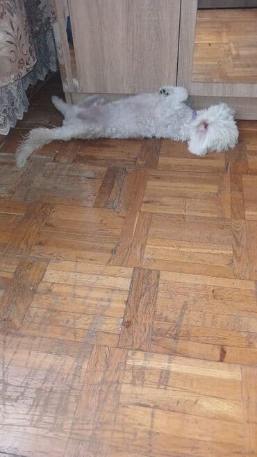 it remeni: It itlər üçün zolaqlı qoşqu dəsti - Növ: döşəmə tipli qoşqu (harness) — 5