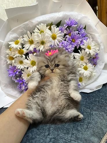 anqora pisik: Gözəl tüklü balaca pişik – boz-gümüş rəngli, ağ xallı, yumşaq və sıx — 2