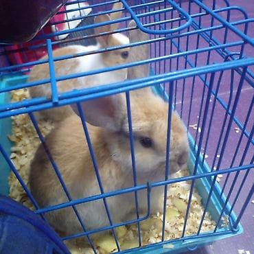 heyvan esyalari: Tekce Qefes ewyalari ile birge satilir. Dovsan veya Deniz donuzu — 3