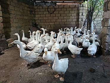 sort qazlar: Dişi, | Linda, Damazlıq, Ünvandan götürmə — 7