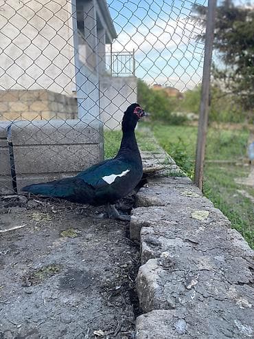 col heyvanları haqqında məlumat: Təmiz qan zümrüd erkək 1 illikdi aktiv heyvandı — 5
