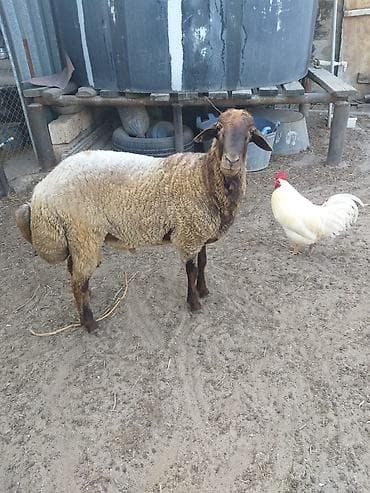 kənd heyvanları: Tam sağlam erkək qala qoçu bir yaş 8aylığdı əsil yeməli və ya damazlıq — 6