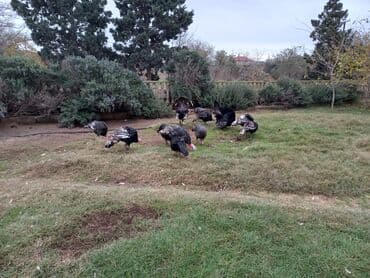 Great Wall: Hinduşka sürüsü satılır. - Növ: Ev şəraitində bəslənən hinduşkalar - — 1