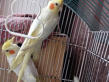 Nimfa (cockatiel) papağanları – müxtəlif rəng çalarlarında - Növ