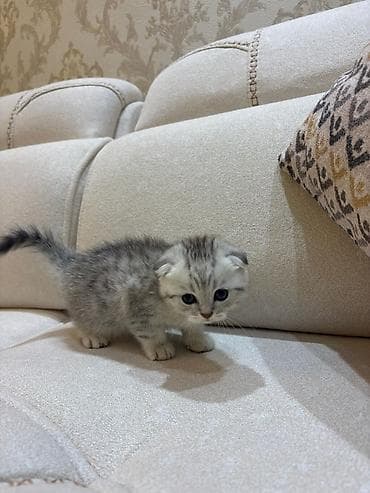 pişik pişik: Şotland yastı qulaq — 3